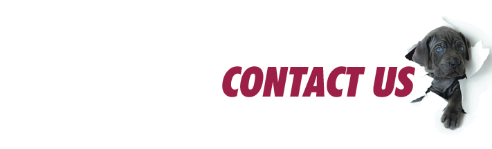 SPCA | Cats | Dogs | Pets | Animal Welfare | Animal Shelter | Uitenhage | Despatch | Port Elizabeth | South Africa