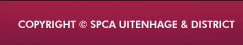 SPCA | Cats | Dogs | Pets | Animal Welfare | Animal Shelter | Uitenhage | Despatch | Port Elizabeth | South Africa