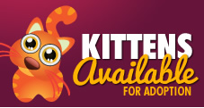 Kittens Available For Adoption