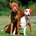 SA PIT PRIDE WALK - Sunday 24th Nov 2013