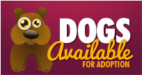 Dogs Available For Adoption