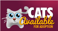Cats Available For Adoption