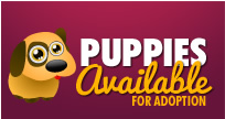 Puppies Available For Adoption