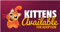 Kittens Available For Adoption